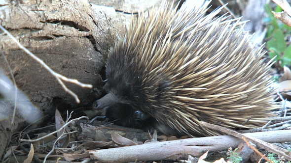 VideoHive Echidna 048 10072702 VideoHive Echidna 048 10072702