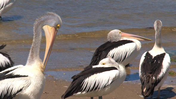 VideoHive Pelican 067 10072747 VideoHive Pelican 067 10072747
