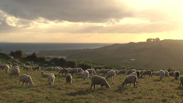 Sheep 3 Sheep 3