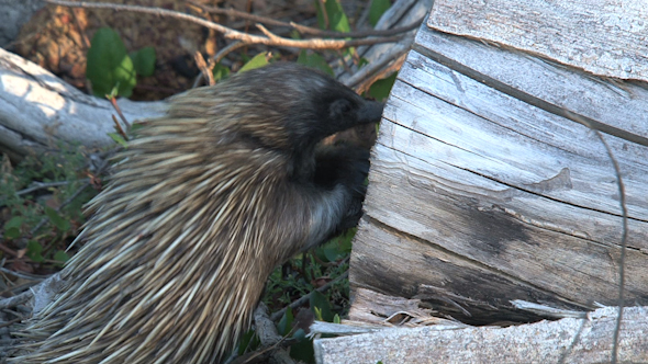 VideoHive Echidna 054 10072753 VideoHive Echidna 054 10072753