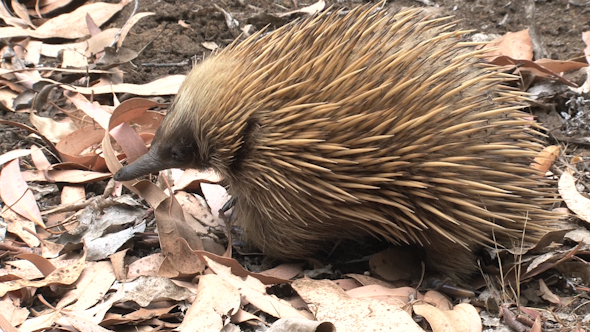 Echidna 06 Echidna 06