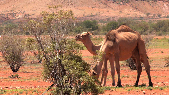 VideoHive Camel 01 10073362 VideoHive Camel 01 10073362