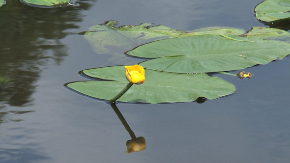 VideoHive Yellow Waterlily 10073375 VideoHive Yellow Waterlily 10073375