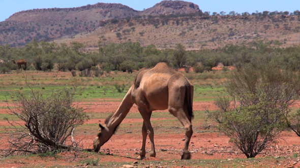 VideoHive Camel 02 10073404 VideoHive Camel 02 10073404