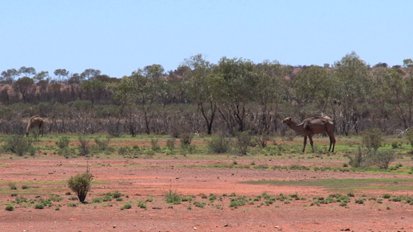 VideoHive Camel 05 10073424 VideoHive Camel 05 10073424