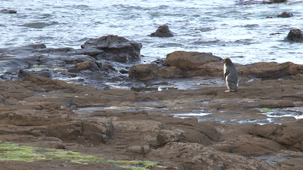 VideoHive Yellow-Eyed Penguin 33 10073564 VideoHive Yellow-Eyed Penguin 33 10073564