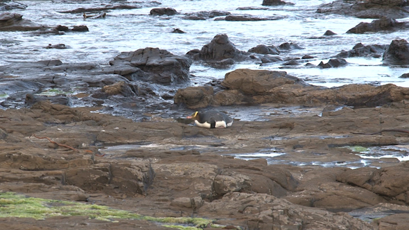 VideoHive Yellow-Eyed Penguin 34 10073575 VideoHive Yellow-Eyed Penguin 34 10073575