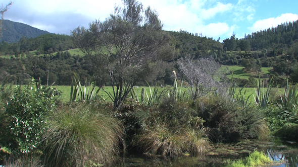 VideoHive Pupu Springs New Zealand 6 10073916 VideoHive Pupu Springs New Zealand 6 10073916