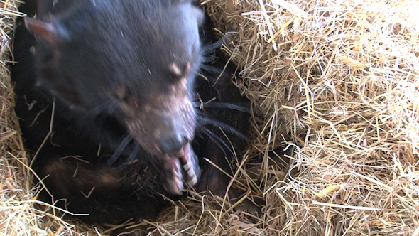 VideoHive Tasmanian Devil 05 10074234 VideoHive Tasmanian Devil 05 10074234