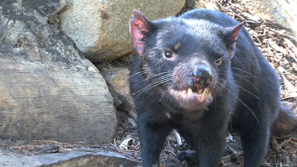 VideoHive Tasmanian Devil 051 10074240 VideoHive Tasmanian Devil 051 10074240