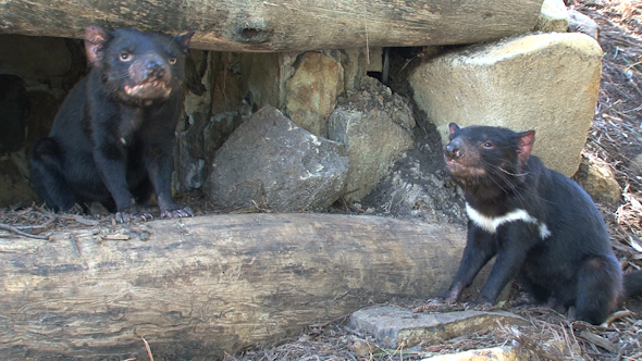 VideoHive Tasmanian Devil 052 10074248 VideoHive Tasmanian Devil 052 10074248