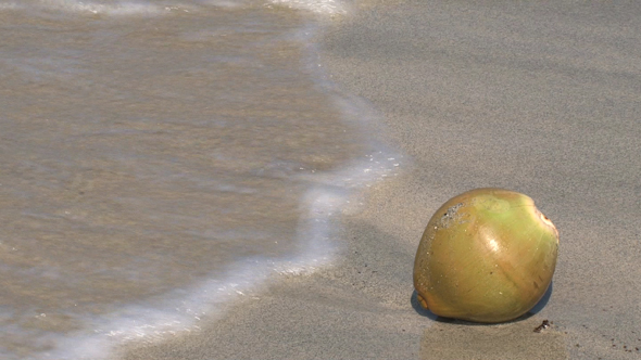 VideoHive Coconut On The Beach 10074320 VideoHive Coconut On The Beach 10074320