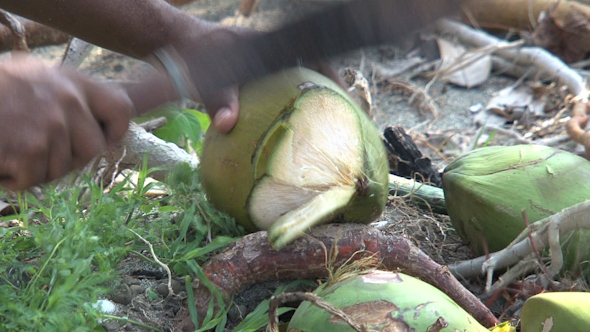 VideoHive Opening A Coconut 2 10074446 VideoHive Opening A Coconut 2 10074446