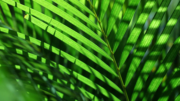 Green Leaf In Nature 329 Green Leaf In Nature 329