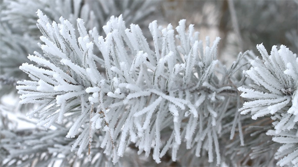 Fir Tree in Winter Fir Tree in Winter