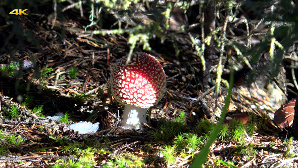 Red Mushroom and Fly Agaric Red Mushroom and Fly Agaric