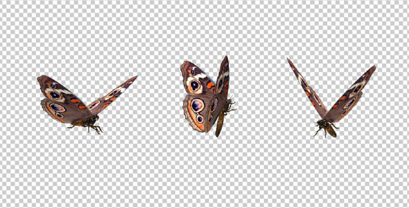 Flying Butterfly American Buckeye Flying Butterfly American Buckeye