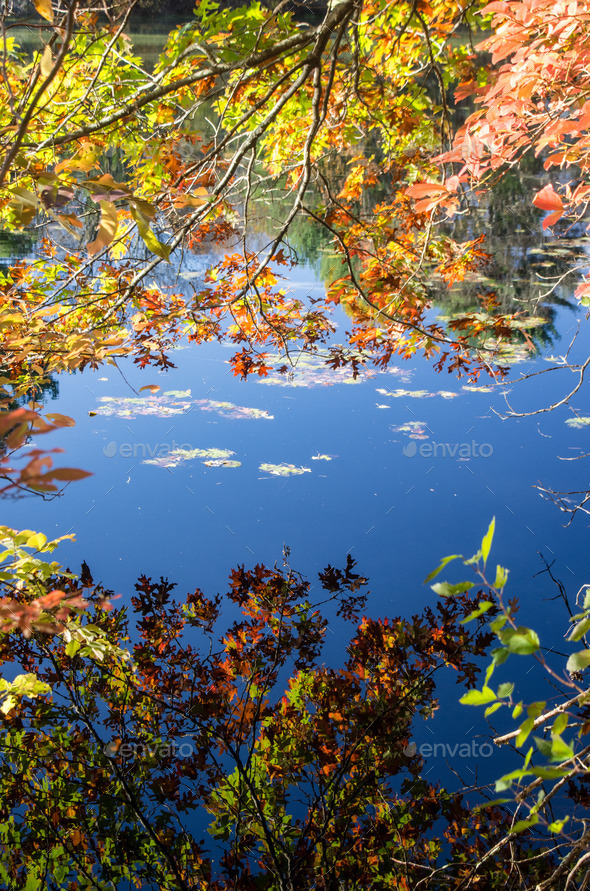Blue sky reflected on still pond