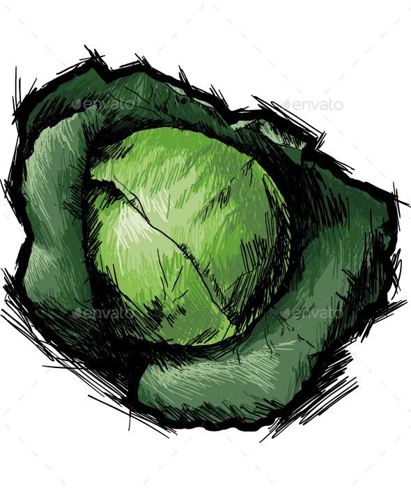 GraphicRiver Cabbage 10091323 GraphicRiver Cabbage 10091323