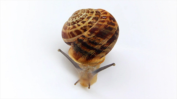 Snail Moving On White Snail Moving On White