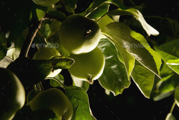 Green apples (Misc) Photo Download