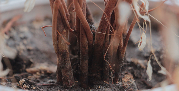 VideoHive Dry Branches 10100465 VideoHive Dry Branches 10100465