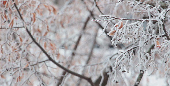 VideoHive Snow on a Branch 10100598 VideoHive Snow on a Branch 10100598