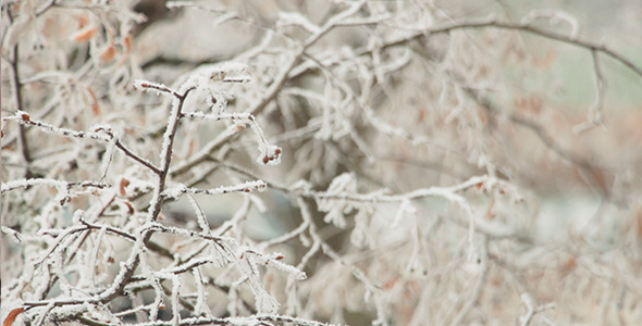 VideoHive Snow on a Branch 10100612 VideoHive Snow on a Branch 10100612