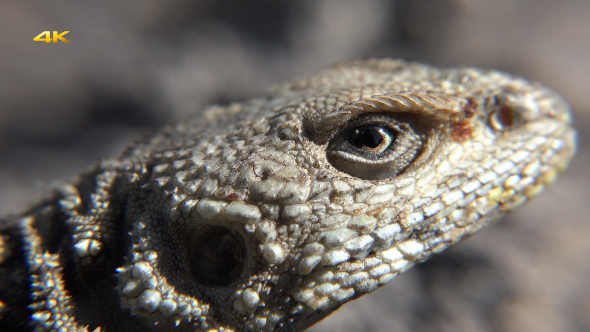 Spiny Reptile 2 Spiny Reptile 2
