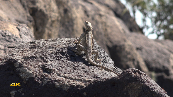 Spiny Reptile 4 Spiny Reptile 4