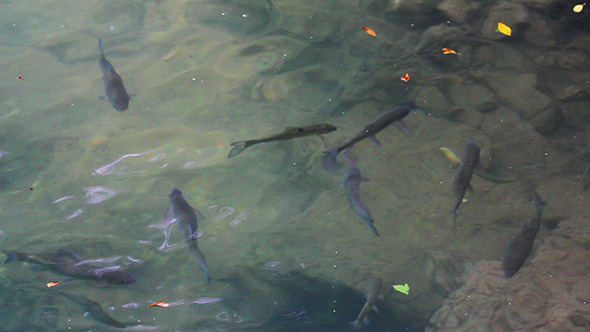 VideoHive Trout Fish Underwater In Lake 10103442 VideoHive Trout Fish Underwater In Lake 10103442