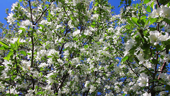 VideoHive Blossom Apple Tree Branches 10103475 VideoHive Blossom Apple Tree Branches 10103475