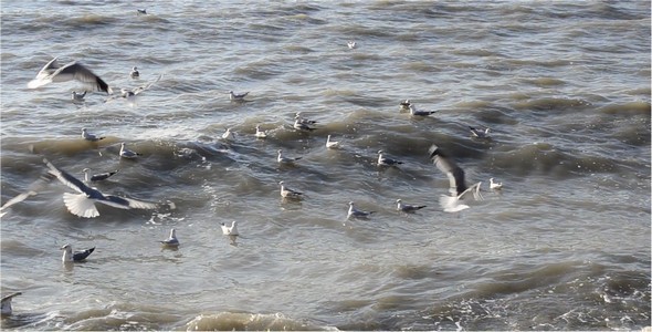 Seagulls Seagulls