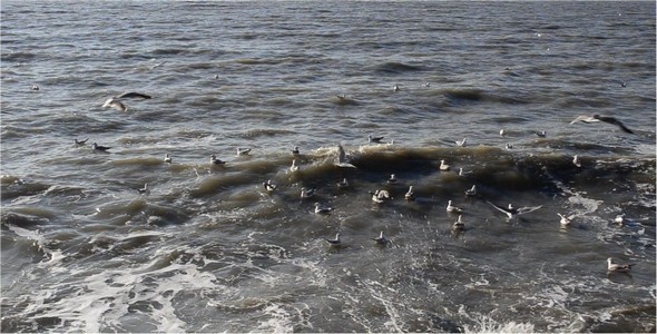 VideoHive Seagulls 2 10104047 VideoHive Seagulls 2 10104047
