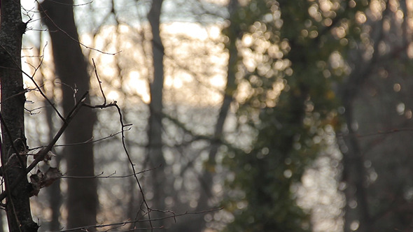 VideoHive Cinematic Nature 10105050 VideoHive Cinematic Nature 10105050