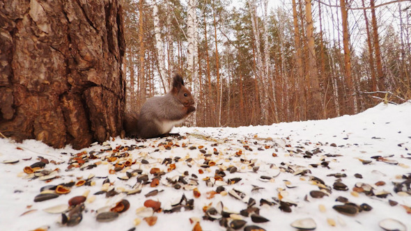 VideoHive Squirrel Eating Nuts and Seeds 10106954 VideoHive Squirrel Eating Nuts and Seeds 10106954