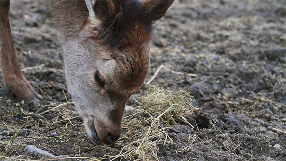 VideoHive Small Roe Deer Eating Grass 10112456 VideoHive Small Roe Deer Eating Grass 10112456