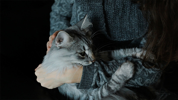 Brunette Woman Girl Play With Grey Cat On Couch Brunette Woman Girl Play With Grey Cat On Couch