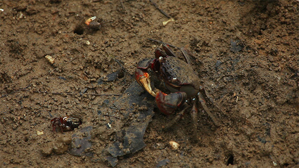 VideoHive Crab Eating 10112799 VideoHive Crab Eating 10112799