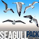 Seagull Pack Seagull Pack - VideoHive Item for Sale