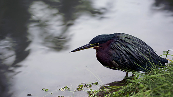 VideoHive Green Heron Standing Still In Water 10119358 VideoHive Green Heron Standing Still In Water 10119358