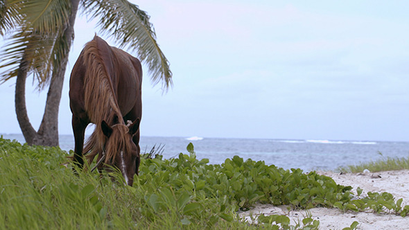 VideoHive Tied Horse Eating Grass On The Shore 10119467 VideoHive Tied Horse Eating Grass On The Shore 10119467