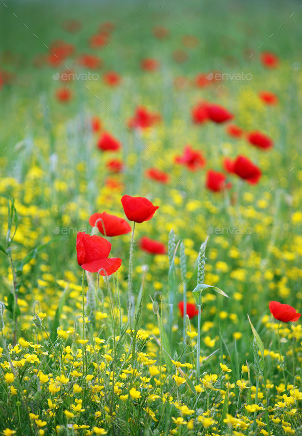 poppy flowers meadow spring season