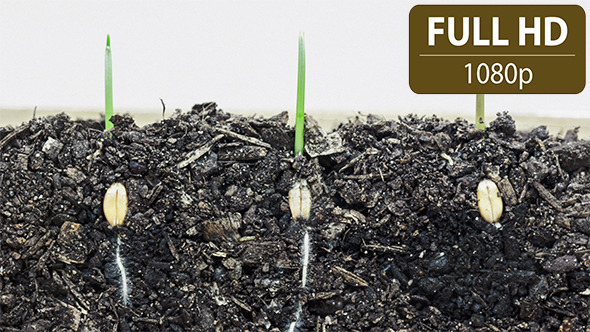 VideoHive Wheat Growing 3 10124820 VideoHive Wheat Growing 3 10124820