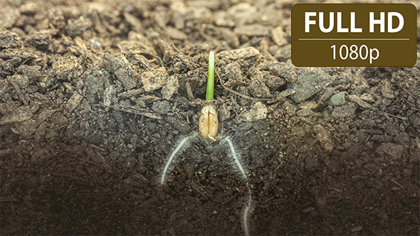 VideoHive Wheat Growing 6 10124853 VideoHive Wheat Growing 6 10124853