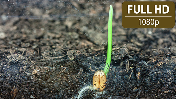 VideoHive Wheat Growing 7 10124874 VideoHive Wheat Growing 7 10124874