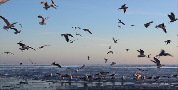 VideoHive Flight 10126723 VideoHive Flight 10126723