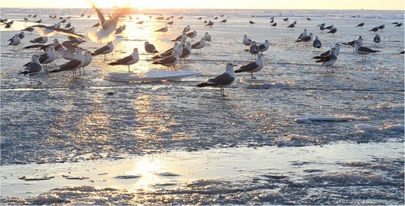 VideoHive Sun 4 10126742 VideoHive Sun 4 10126742