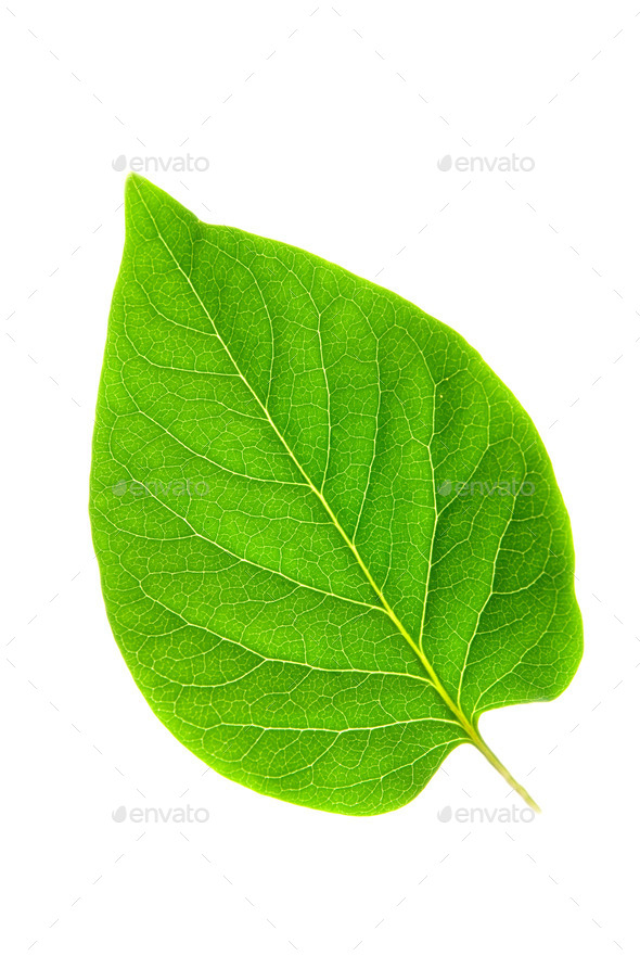 Green leaf on isolated white background (Misc) Photo Download