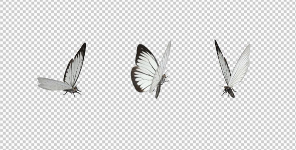 Flying Butterfly White Cabbage Flying Butterfly White Cabbage